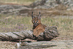 young caracal