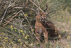 young caracal