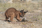 young caracal