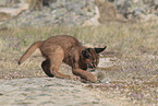 young caracal