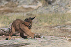 young caracal