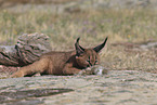 young caracal