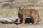 young caracal