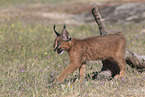 young caracal
