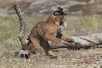 young caracal