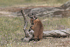 young caracal