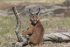 young caracal