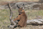 young caracal