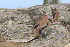 young caracal