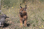 young caracal