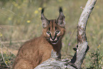 young caracal
