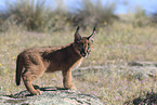 young caracal