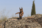 young caracal