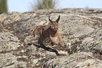 young caracal