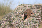 young caracal