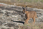 young caracal