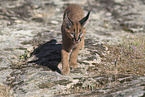 young caracal