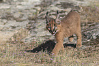young caracal