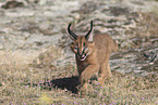 young caracal