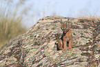 young caracal