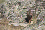 young caracal