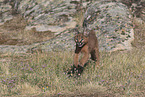 young caracal