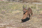 young caracal