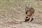 young caracal