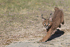 young caracal