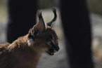 young caracal