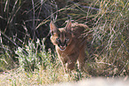 young caracal