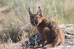 young caracal