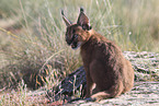 young caracal