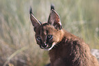 young caracal
