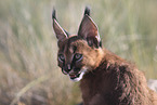 young caracal