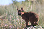 young caracal