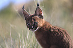 young caracal