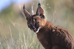 young caracal