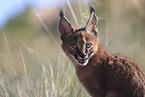 young caracal