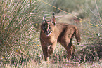 young caracal