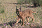 young caracal