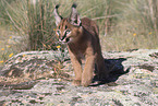 young caracal