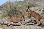 young caracals