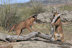 young caracals