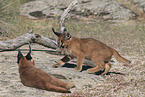 young caracals