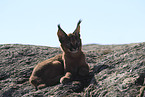 young caracal