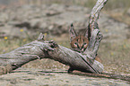 young caracal