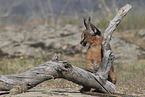 young caracal