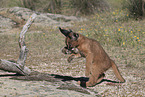 young caracal