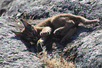 young caracal